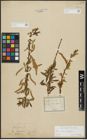 Foto von Salix alba L. x Salix fragilis L.